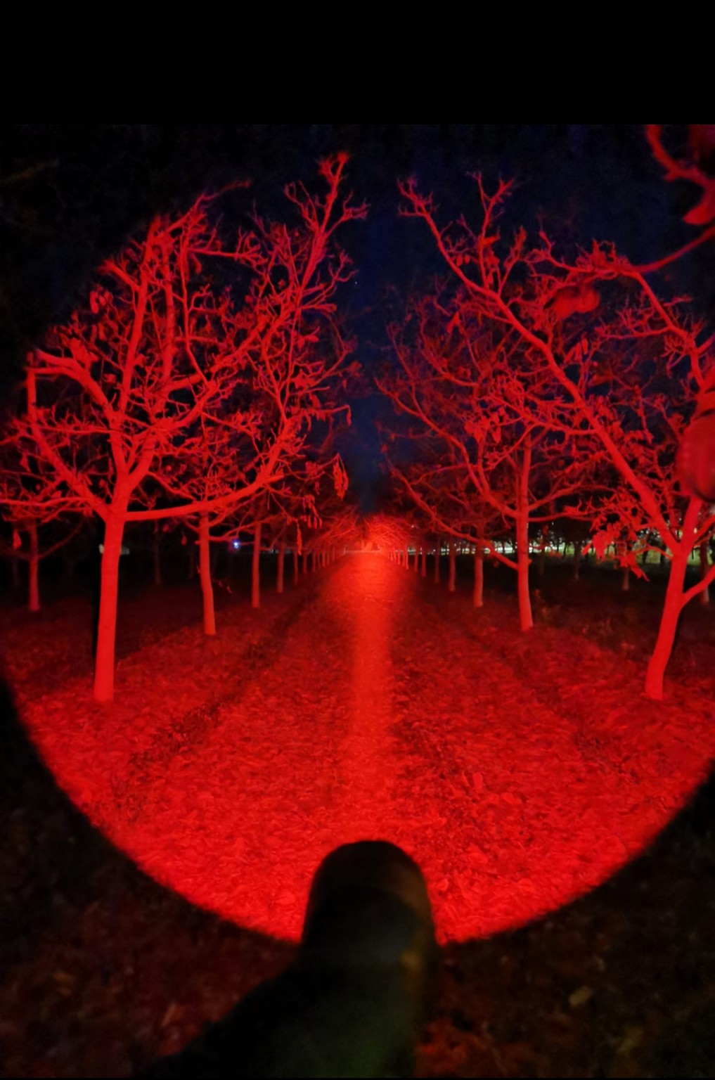 Linterna Convoy C8+ LUZ ROJA - imagen 2