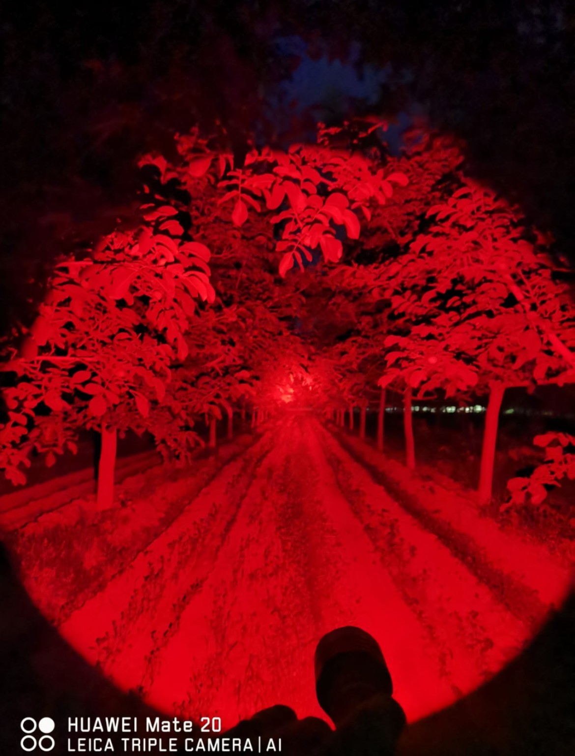 Linterna Convoy M21A Gen2 LUZ ROJA - imagen 2