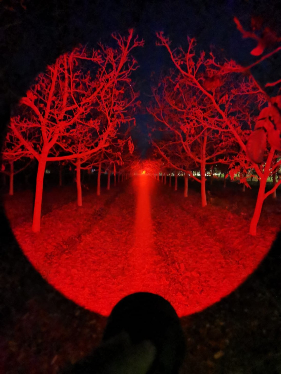 Linterna Convoy L21B LUZ ROJA - imagen 2