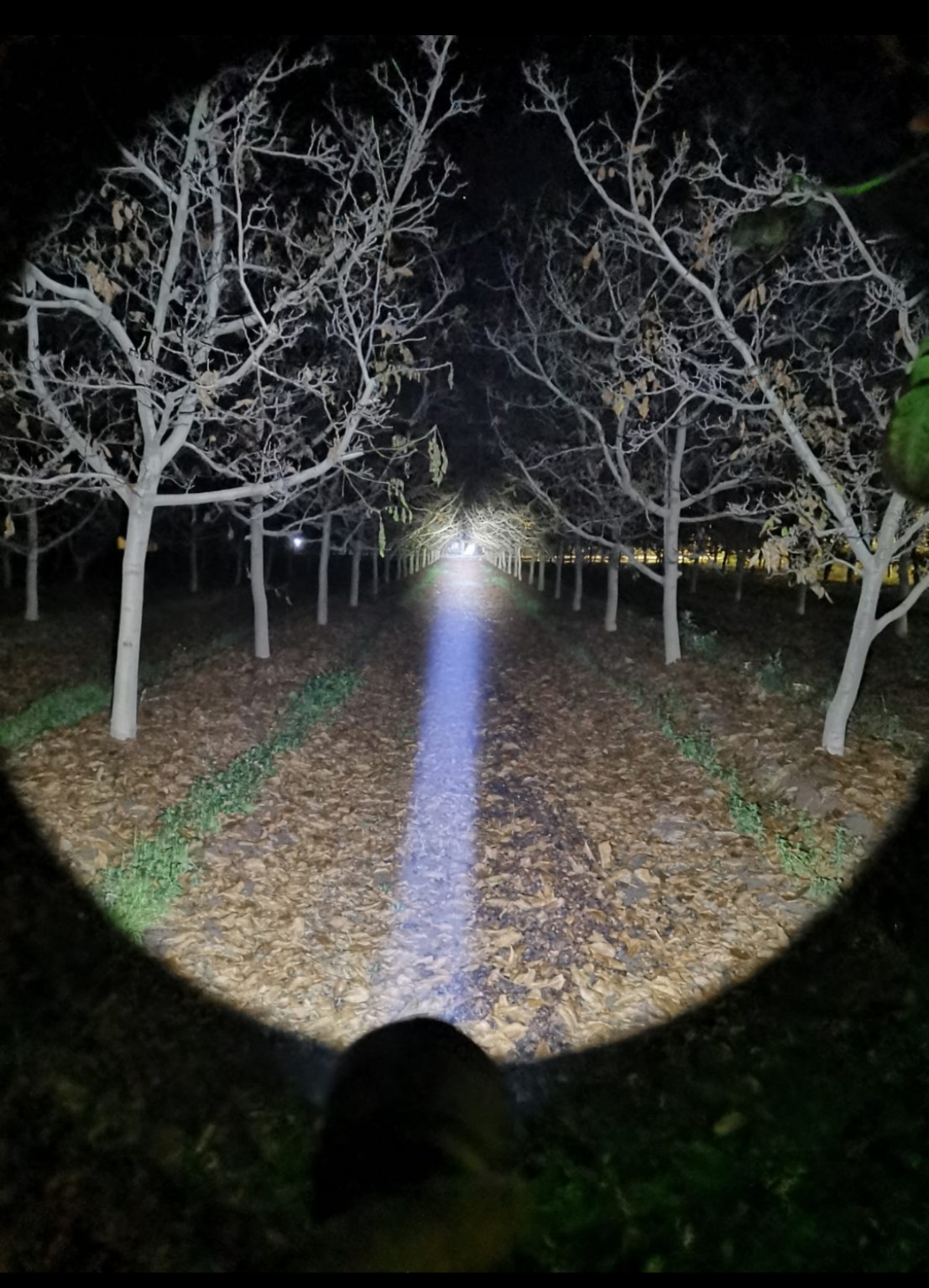 Linterna Convoy C8+ LUZ BLANCA - imagen 2