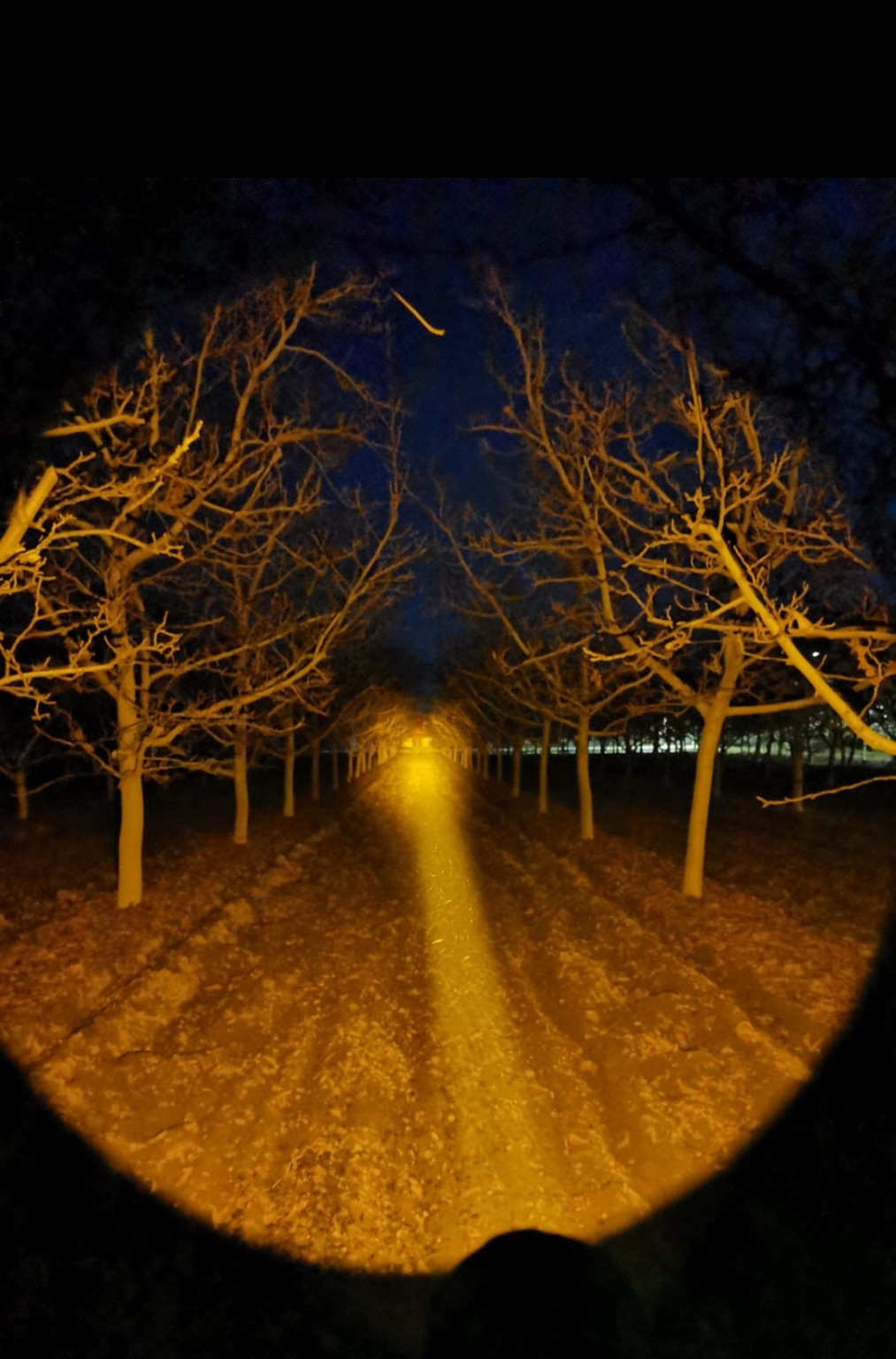 Linterna Convoy C8+ LUZ AMARILLA - imagen 2